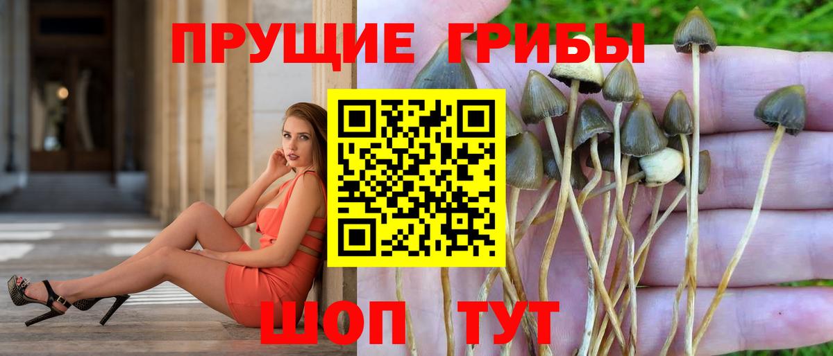 Псилоцибиновые грибы GOLDEN TEACHER Ленинск-Кузнецкий